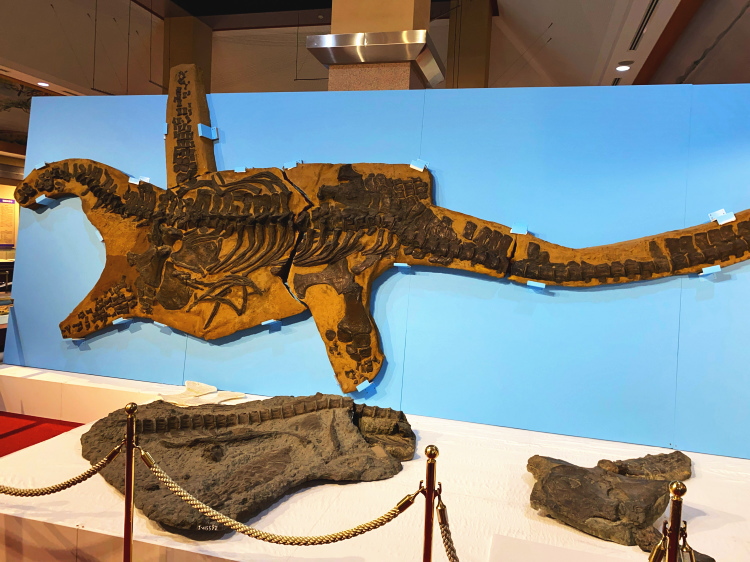 神栖市歴史民俗資料館に展示されている恐竜の化石