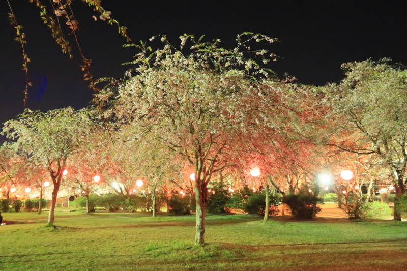 鹿島城山公園の夜桜